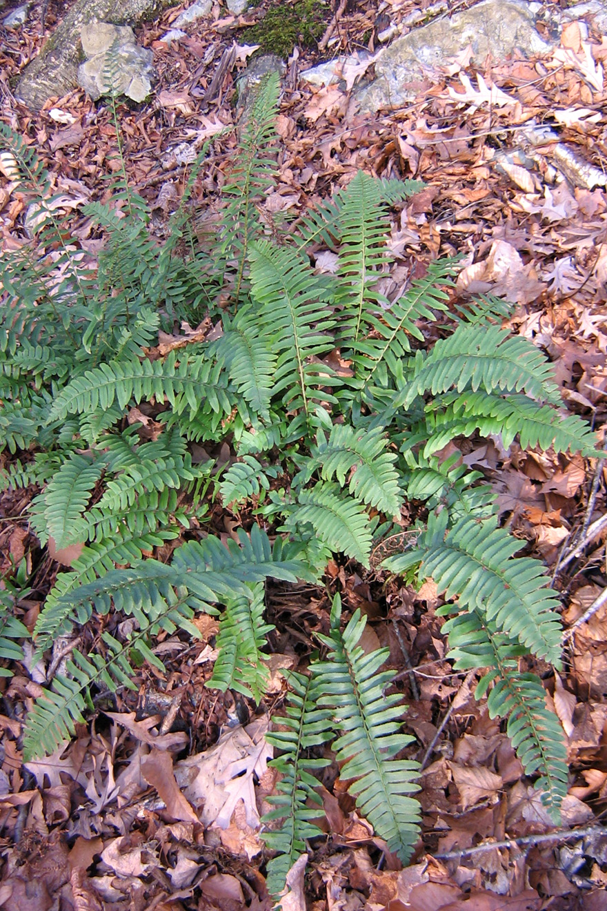 Christmas Fern