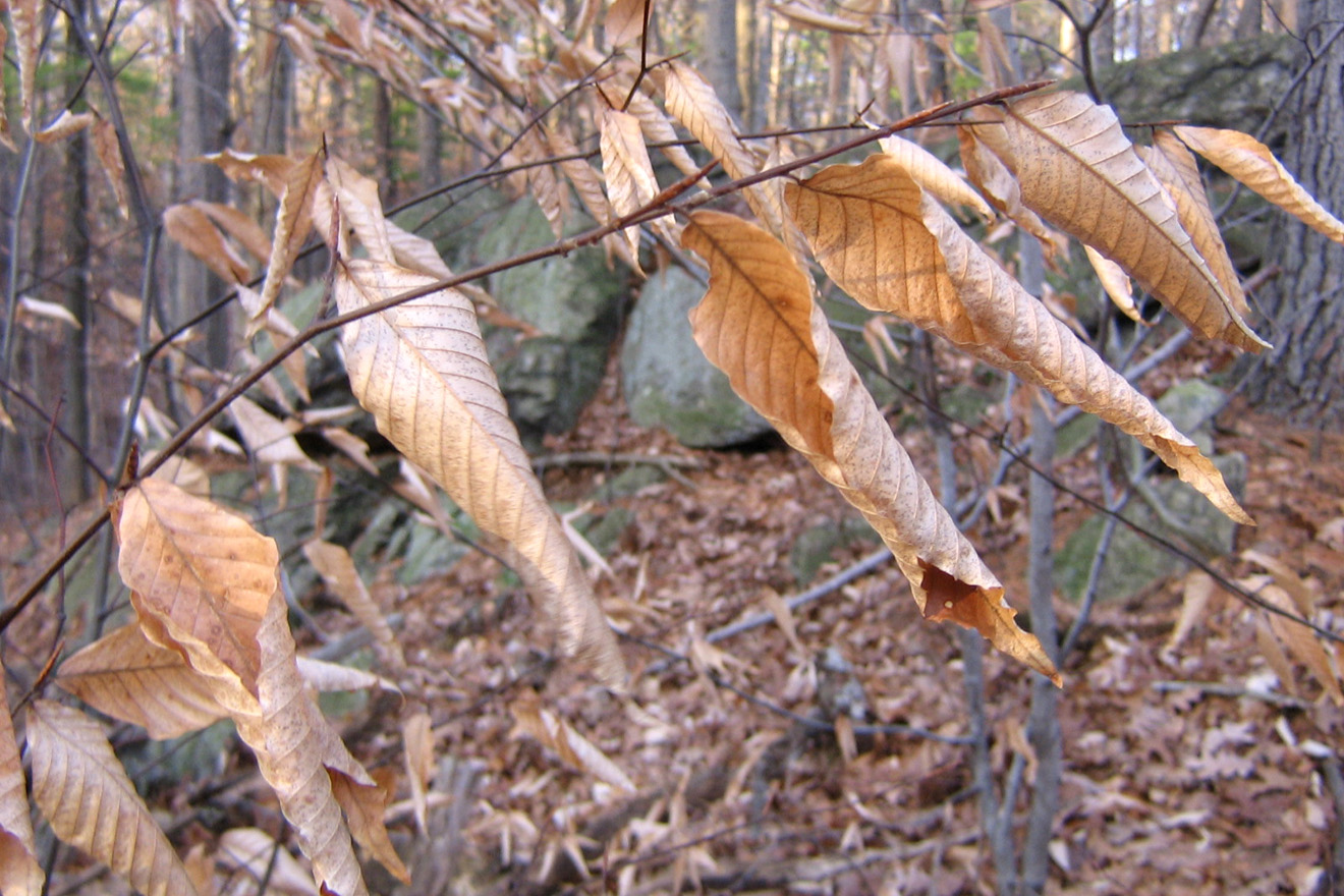 Beech leaves in the wind