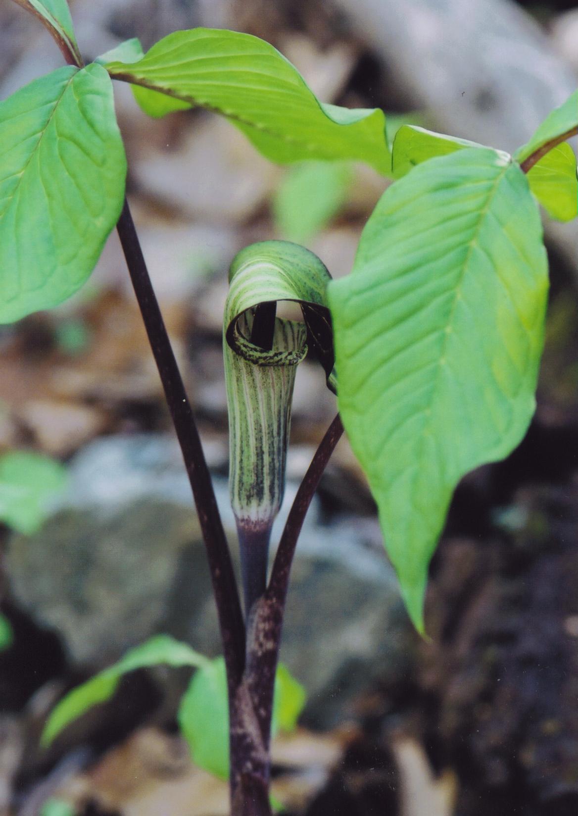 Jack-in-the-pulpit