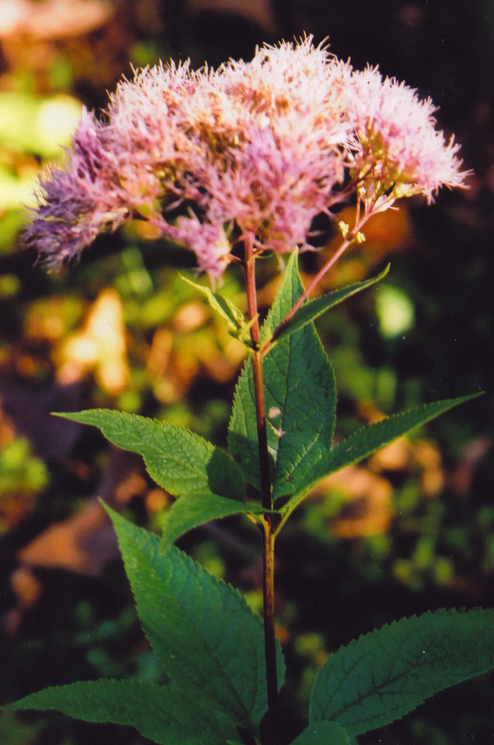 Joe Pye Weed