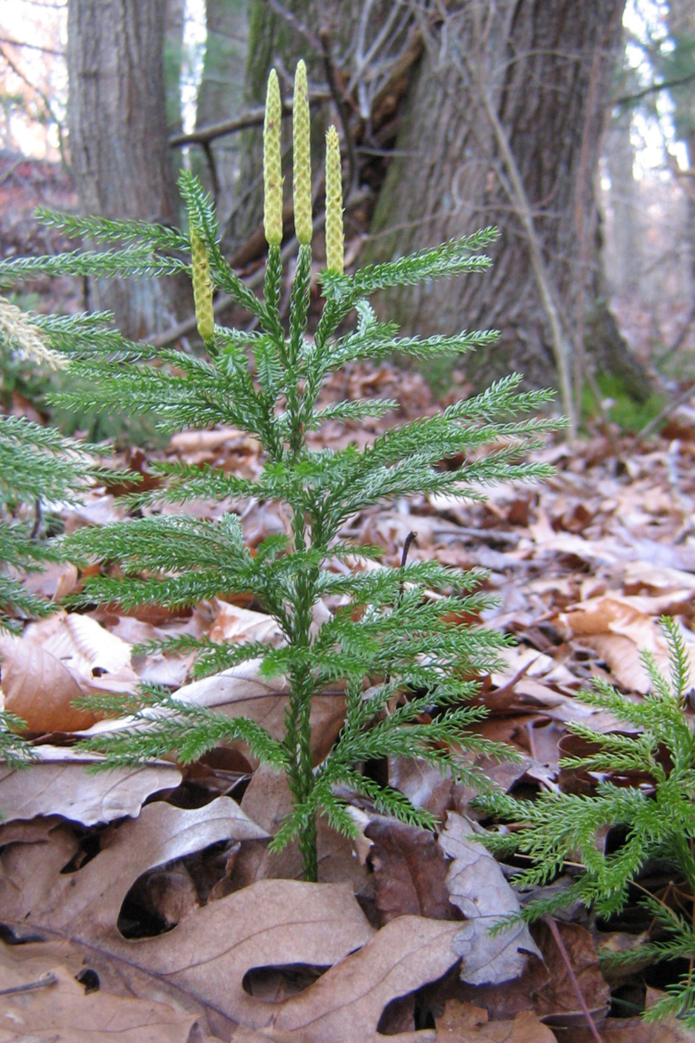 Prince's Pine