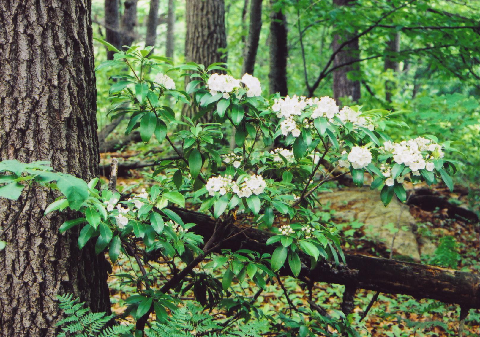 Mountain Laurel