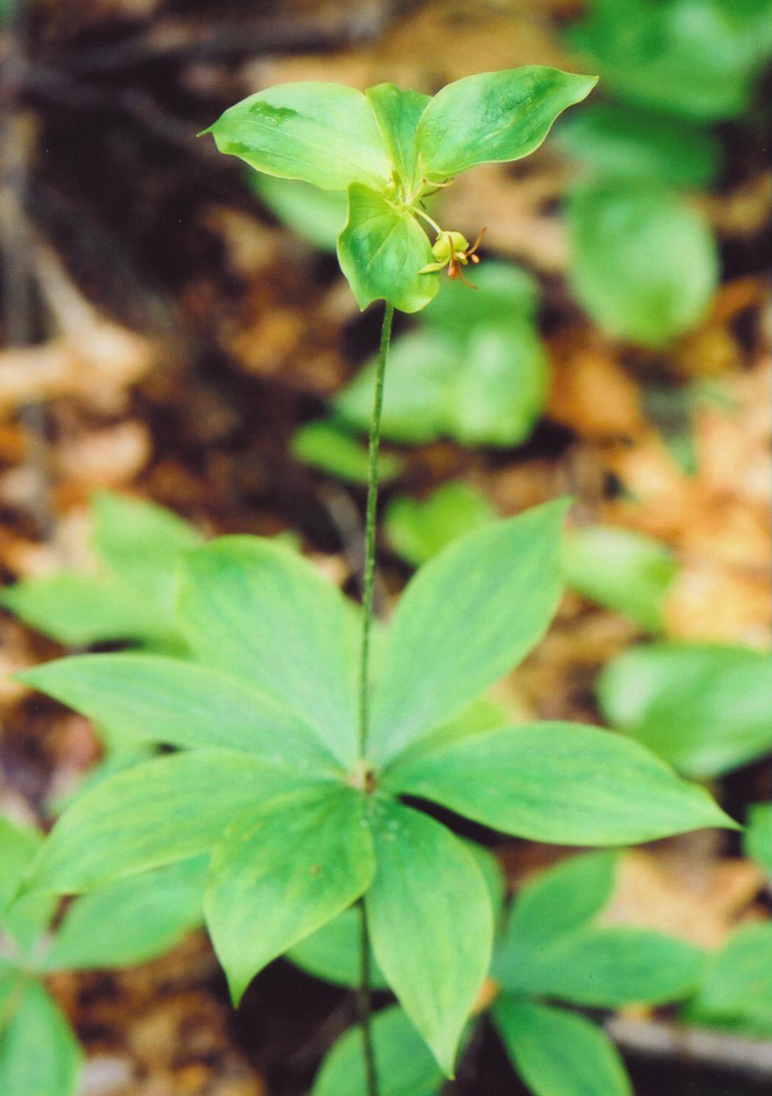 Indian Cucumber