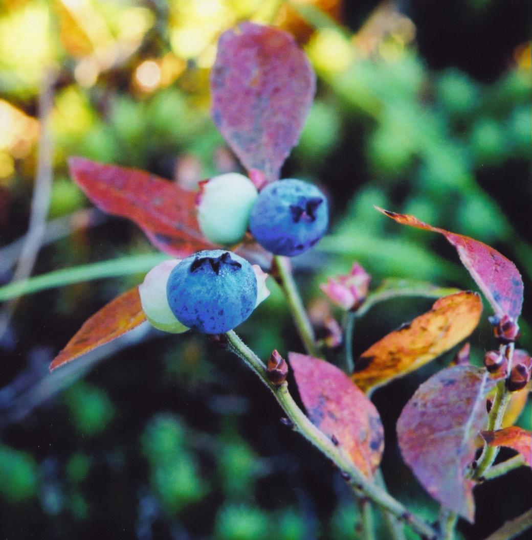 Oct Blueberry