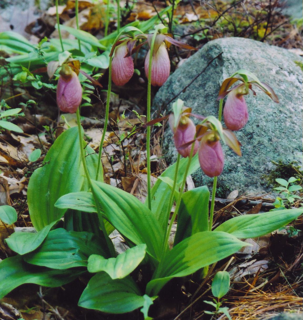 Pink Lady Slippers