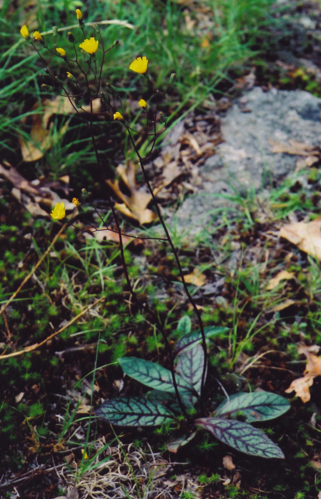 Rattlesnake Weed