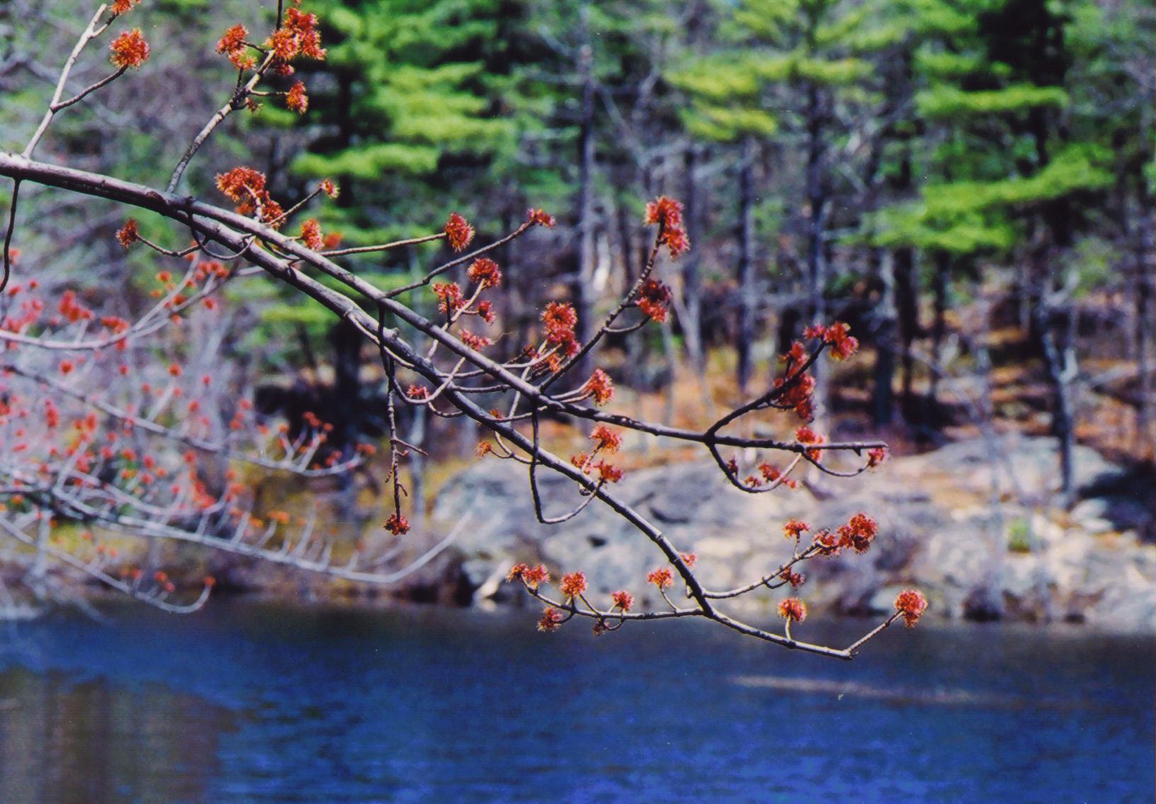 Red Maple at Long Pond