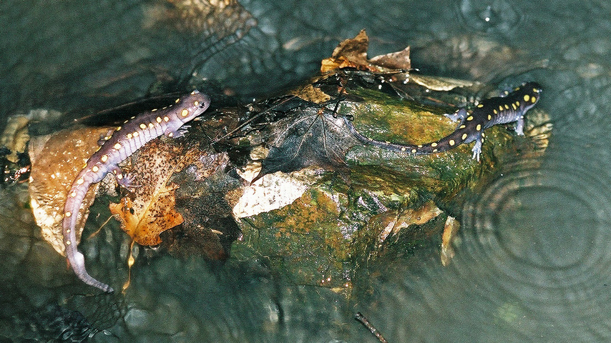 Salamanders