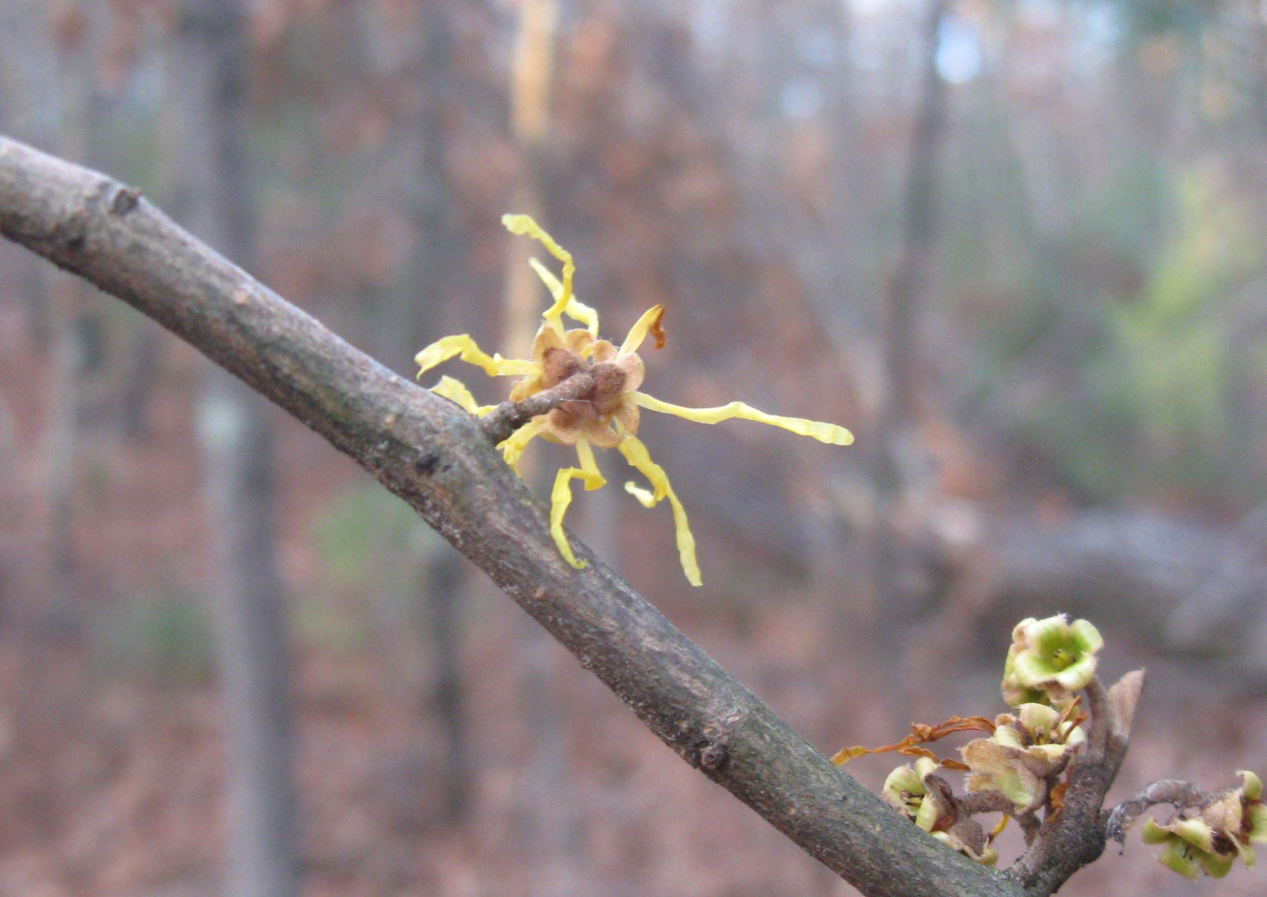 Hamamelis