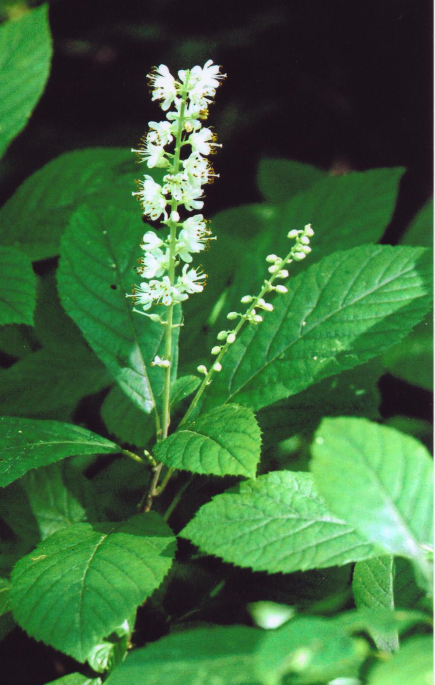 Sweet Pepperbush