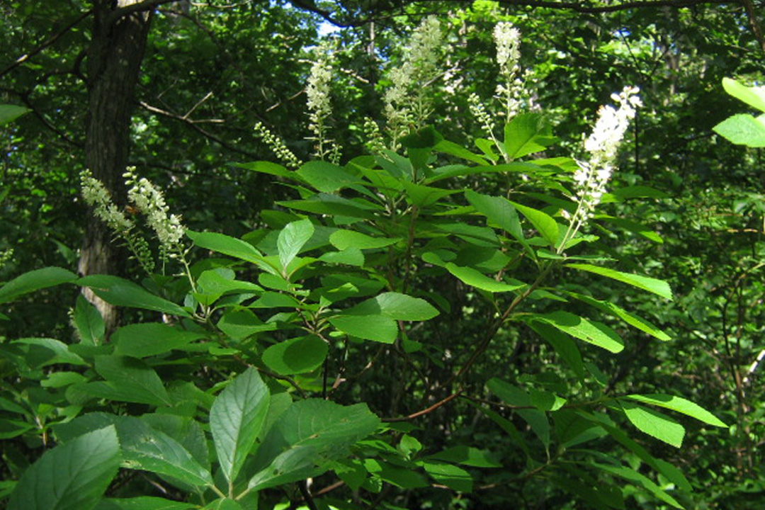 Sweet Pepperbush