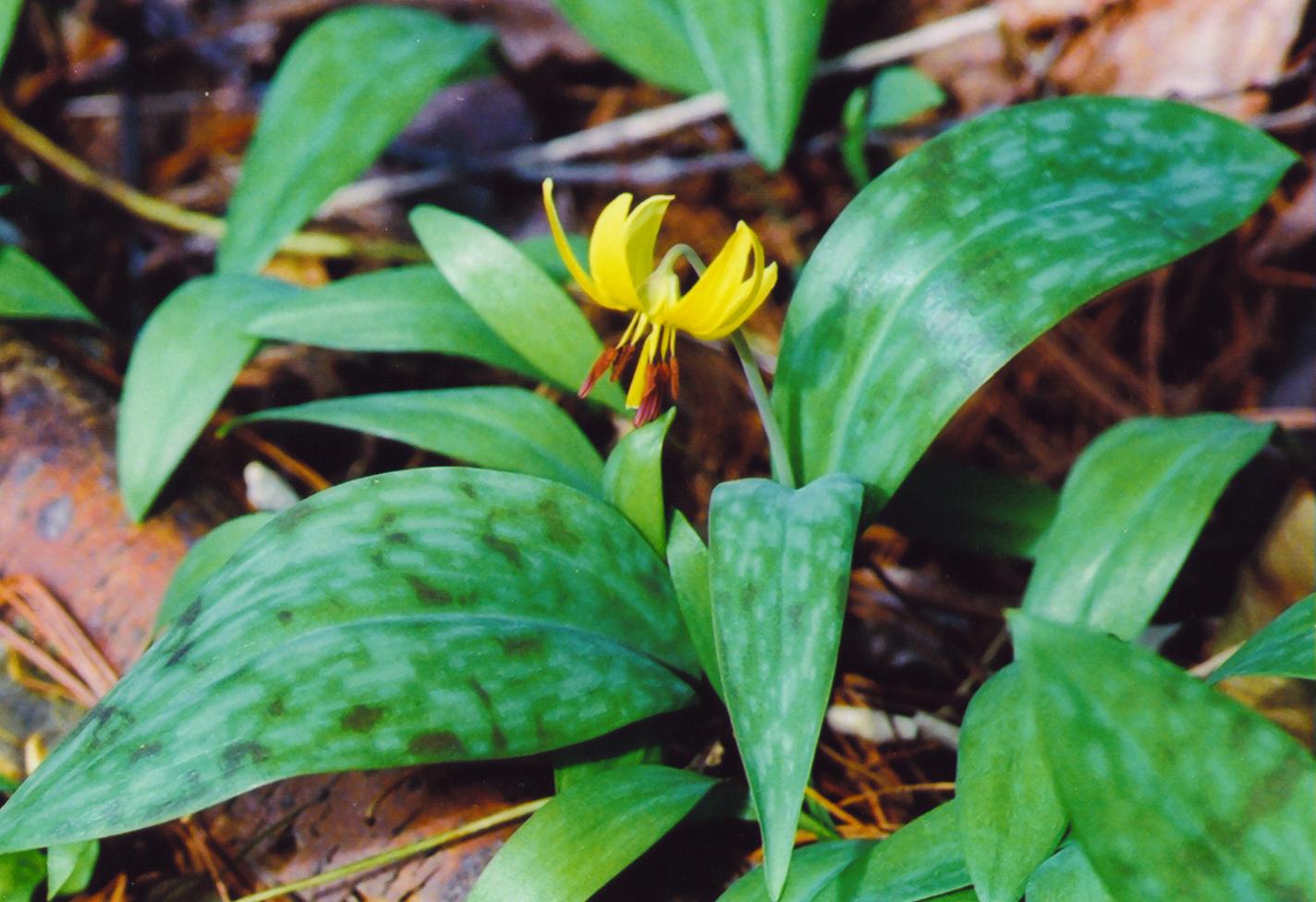 Trout Lily