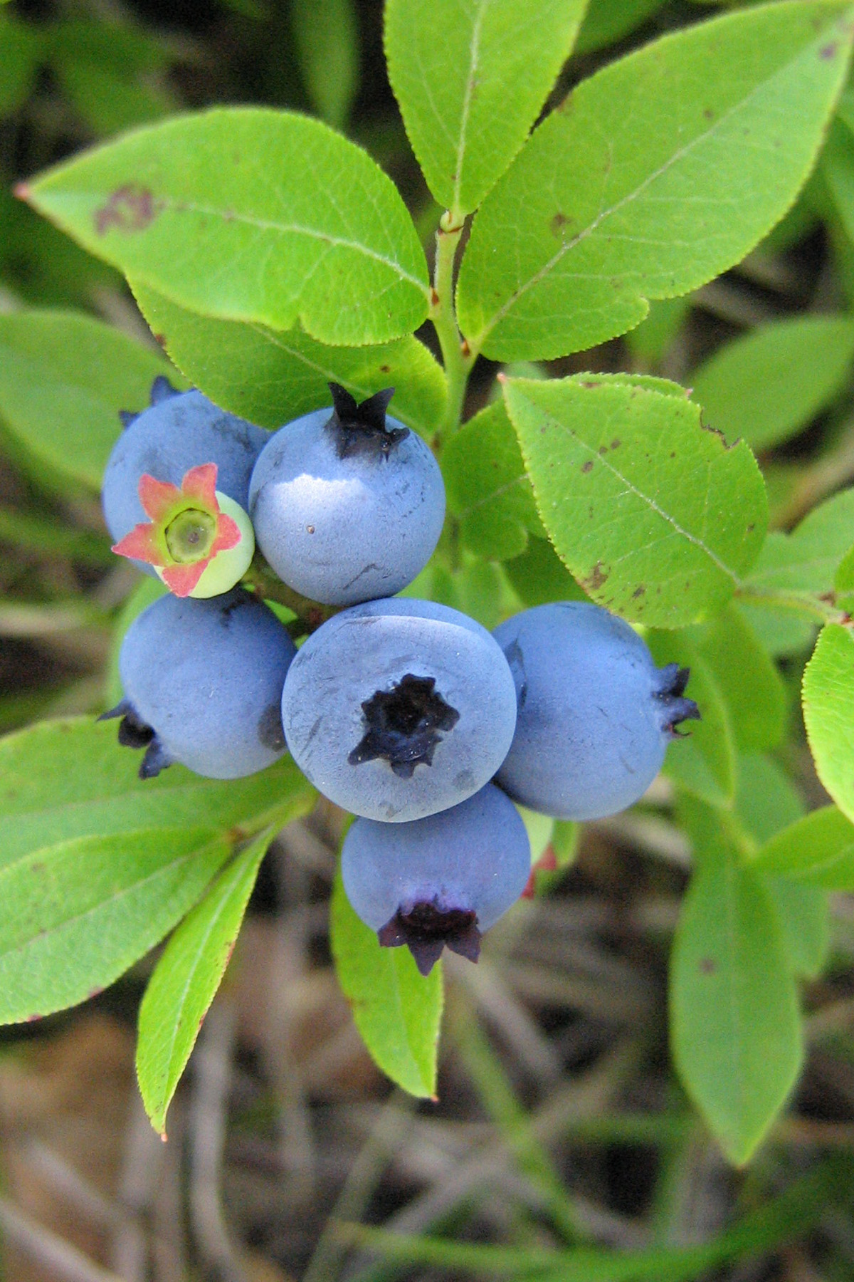 Blueberries