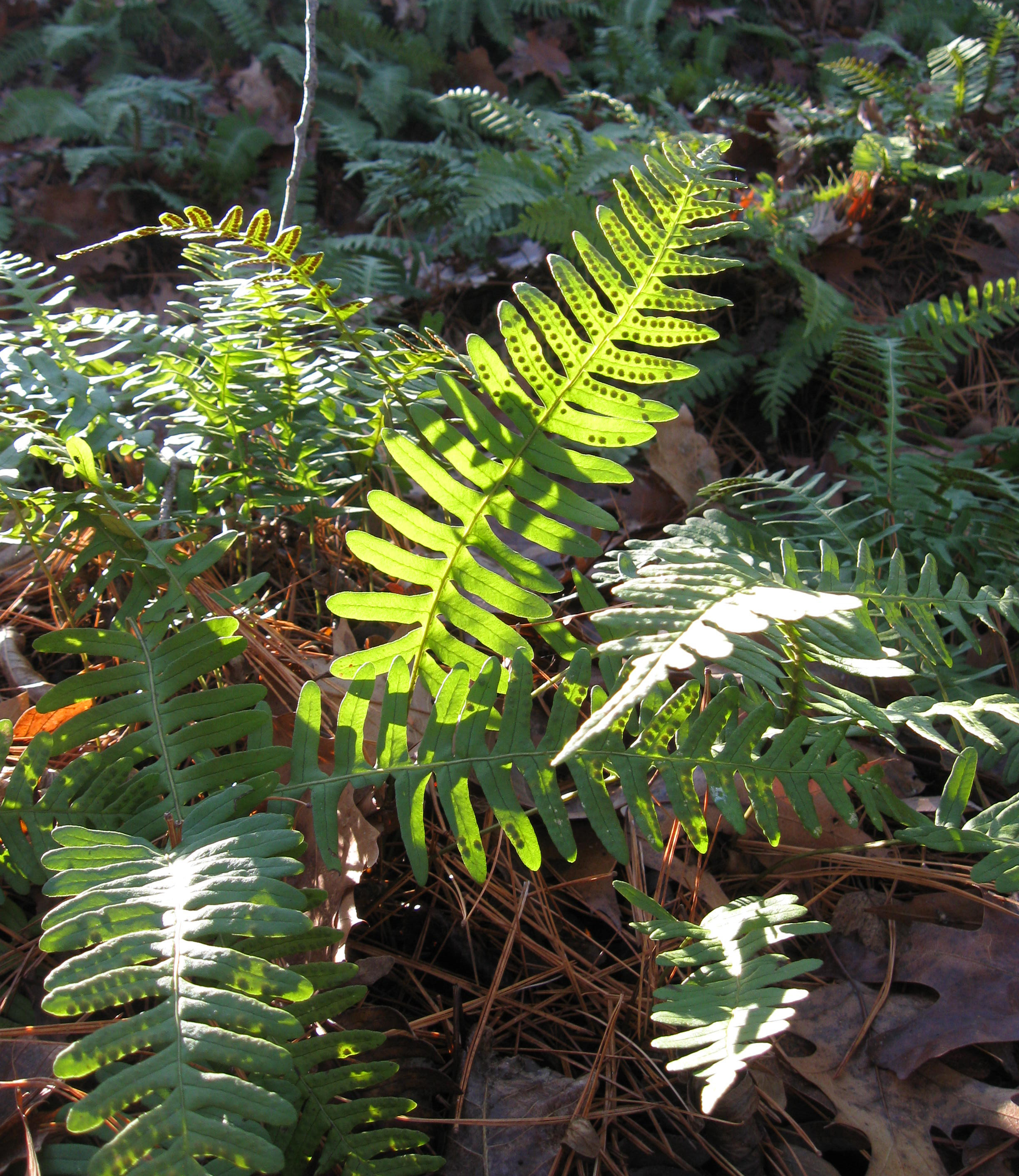 VA polyfern