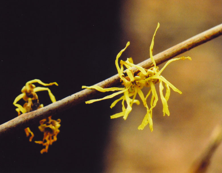 Witch Hazel