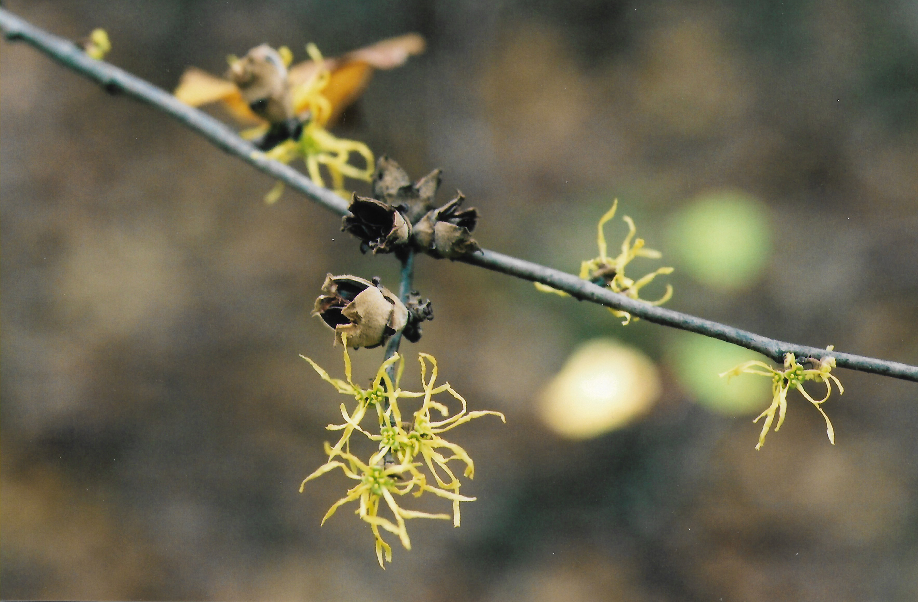 witch hazel