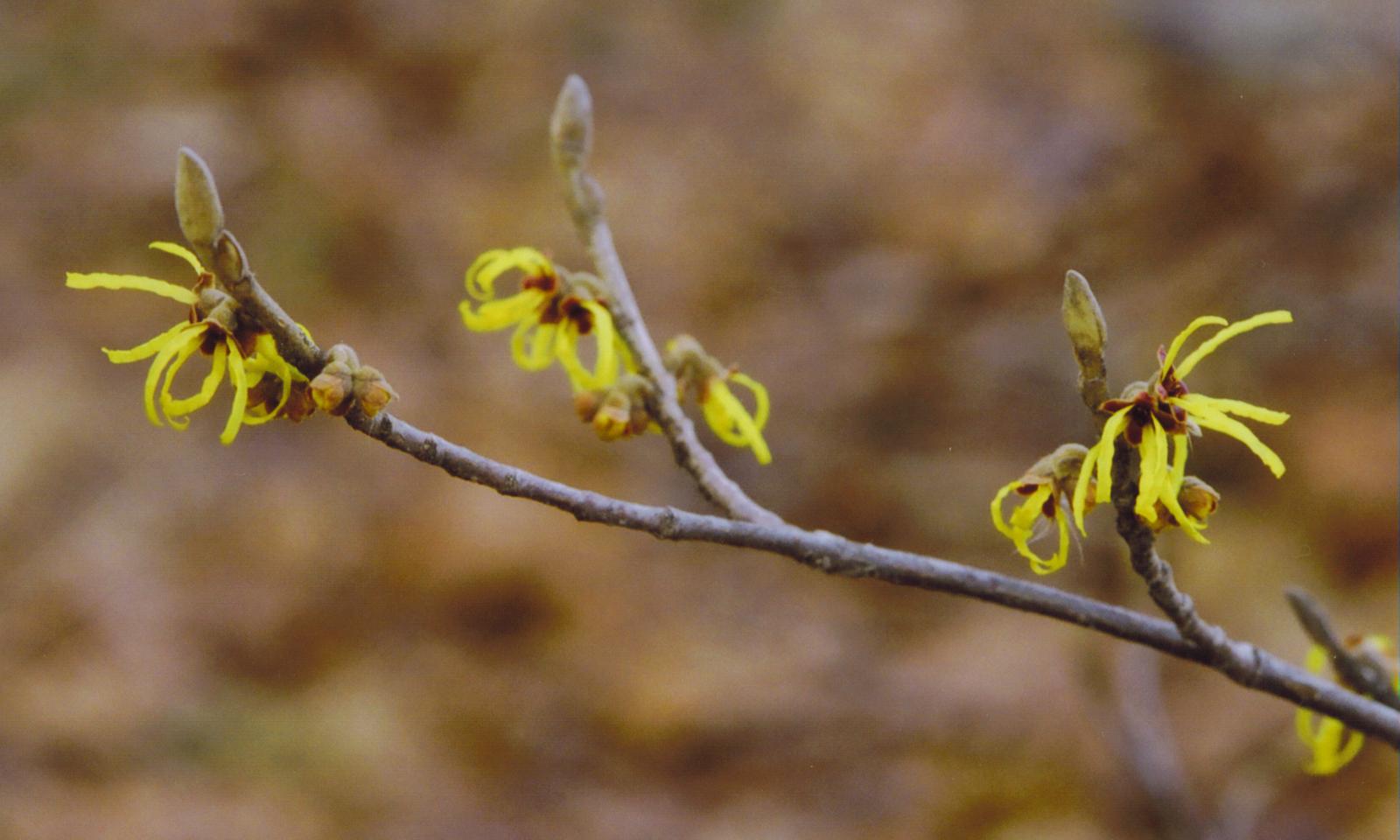 Witch Hazel