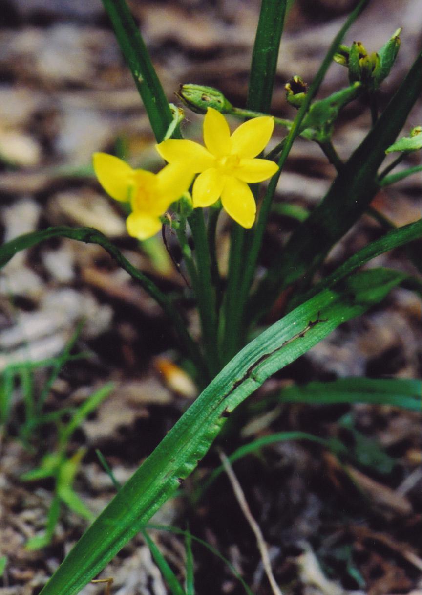 Yellow Star Grass