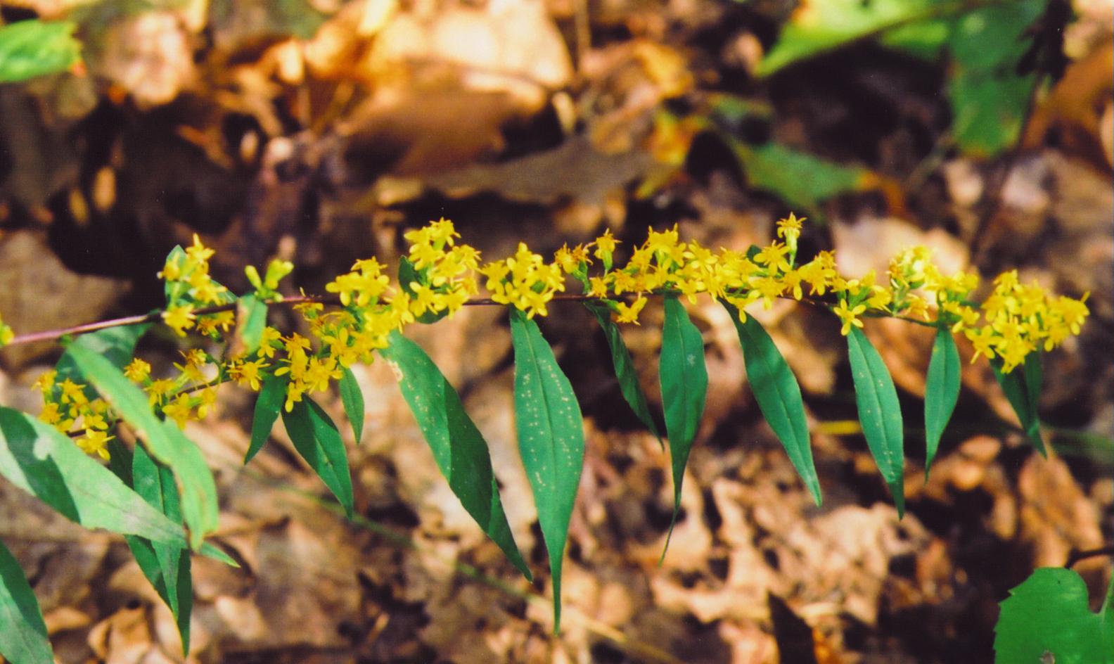 blue-stemmed goldenrod