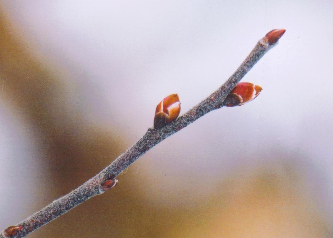 Huckleberry buds