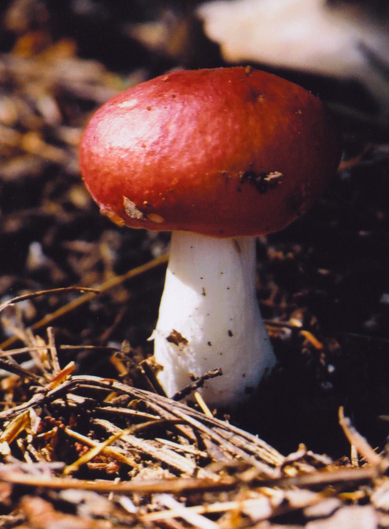 red mushroom