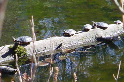 turtles